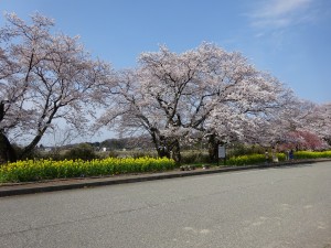 う川古代桜（小松市鵜川町）