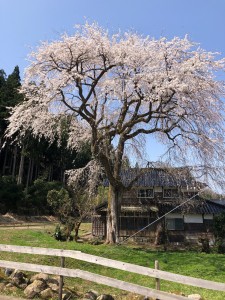 千恵子桜（小松市松岡町）
