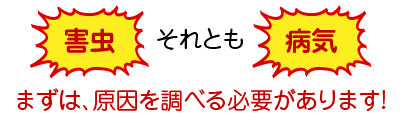 害虫それとも病気？まずは、原因を調べる必要があります
