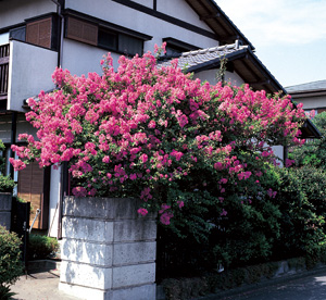hana-sarusuberi